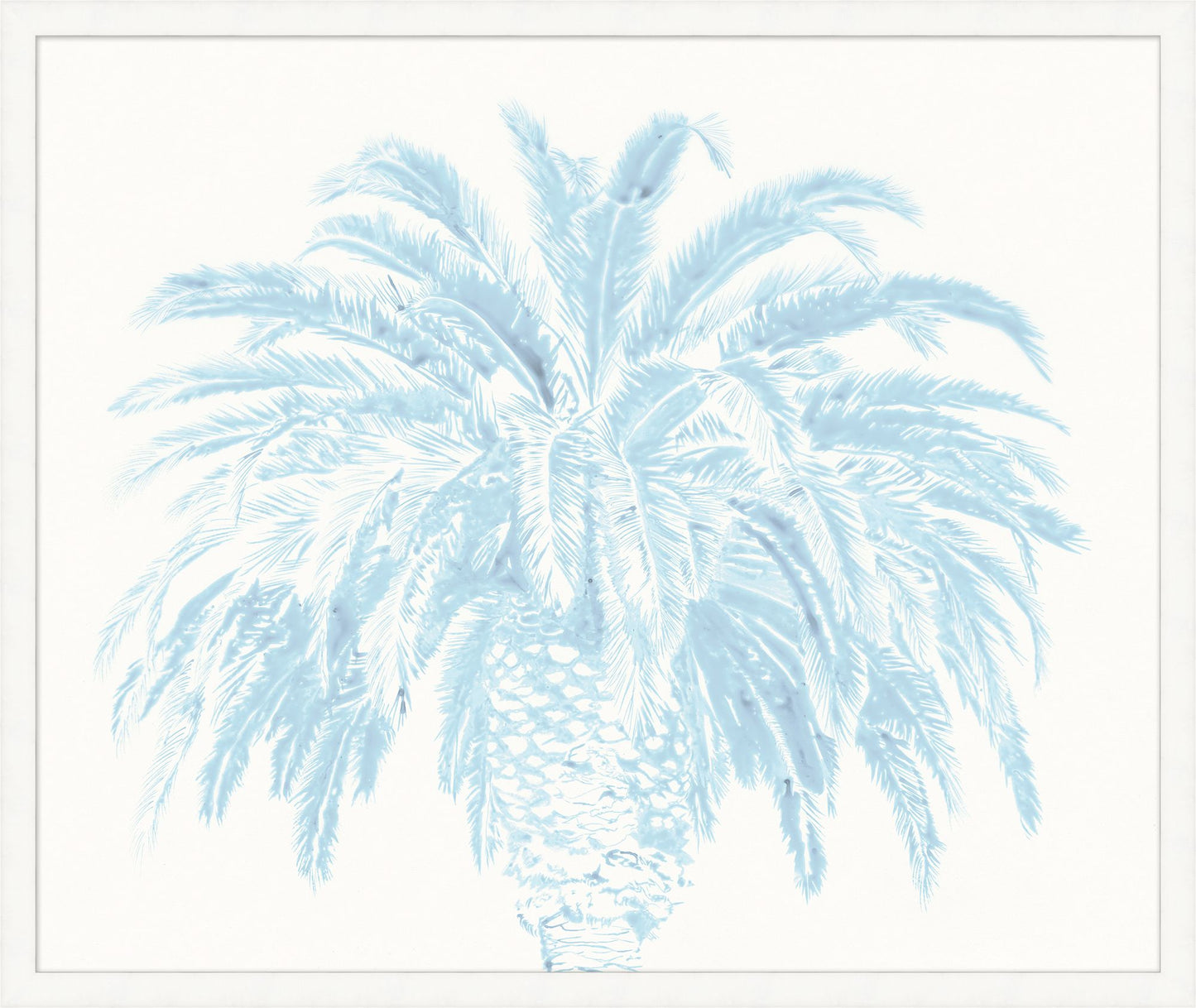 Bimini Palm 2