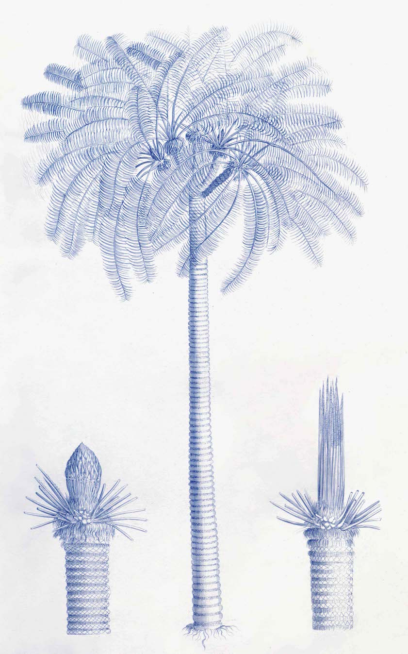 Palmiers bleus du jardin de Malabar
