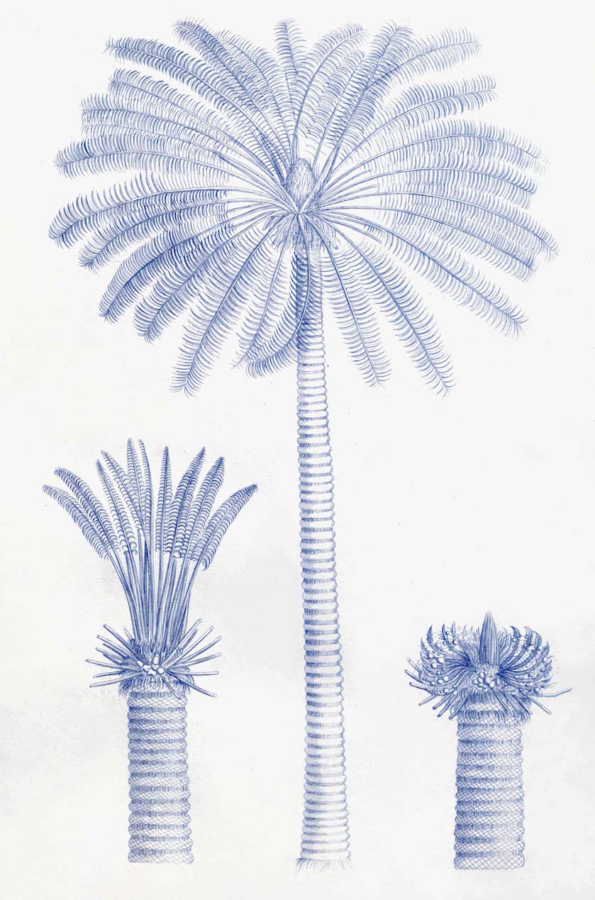 Palmiers bleus du jardin de Malabar