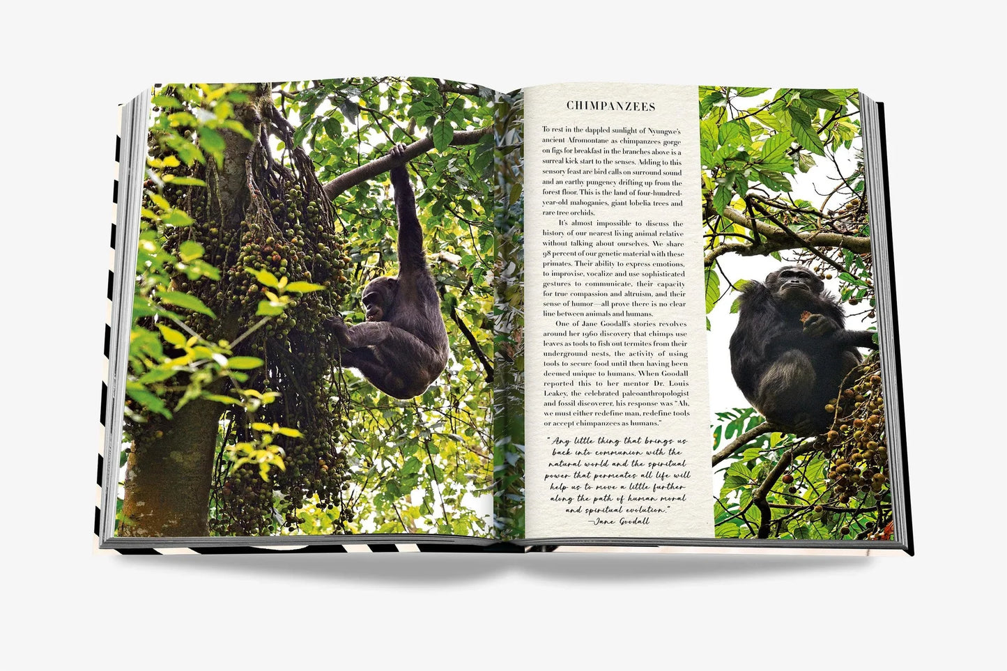 Aventures africaines : le plus grand safari du monde