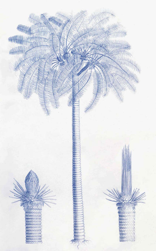 Palmiers bleus du jardin de Malabar