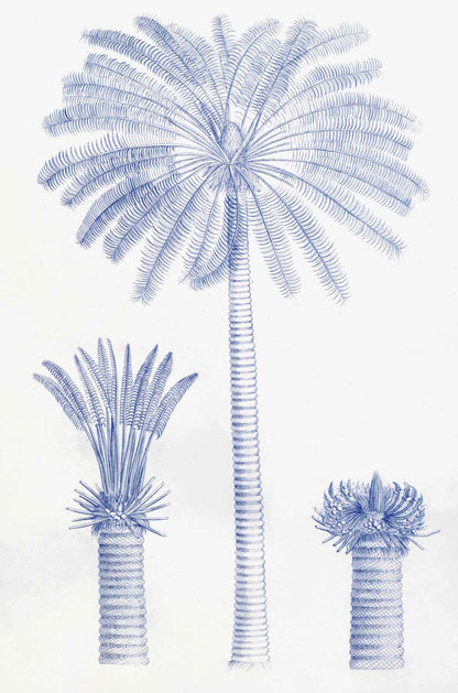 Palmiers bleus du jardin de Malabar