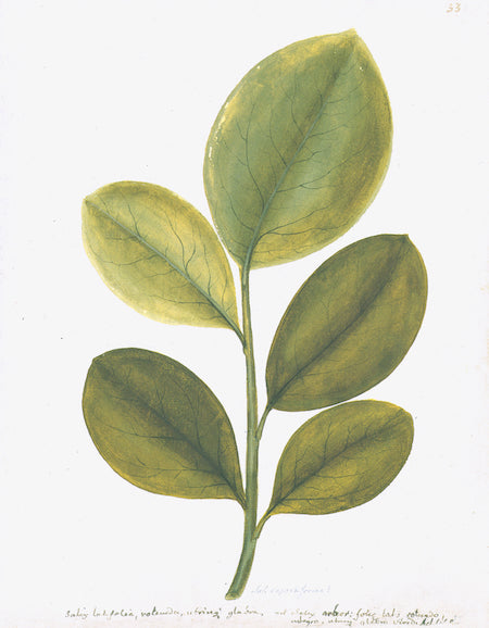Botanique suédoise III