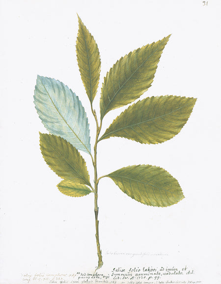 Botaniques suédoises V