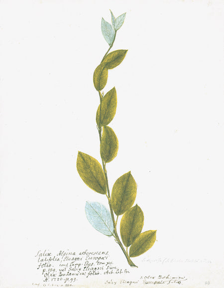Botanique suédoise VI