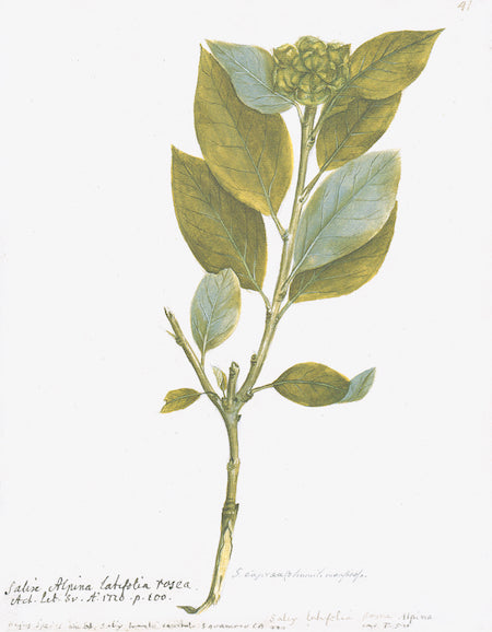 Botanique suédoise II
