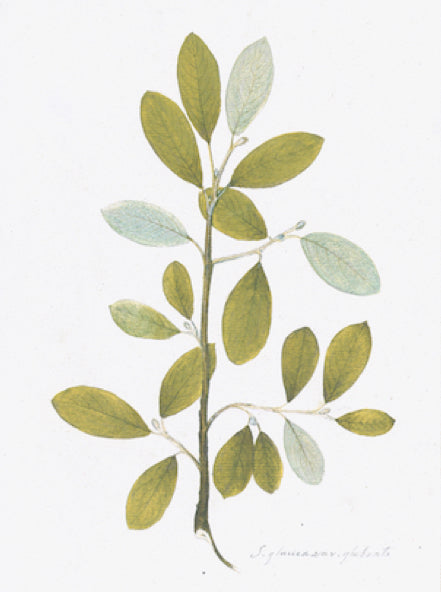 Botanique suédoise I