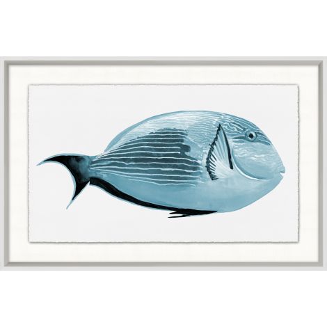 Poissons tropicaux