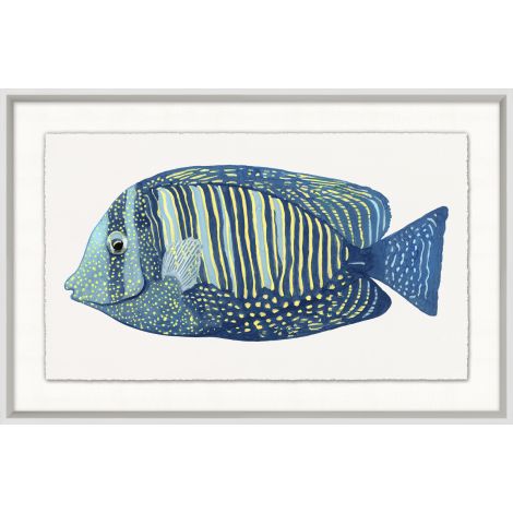 Poissons tropicaux