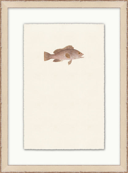 Petit poisson