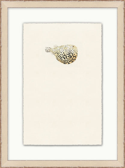 Petit poisson