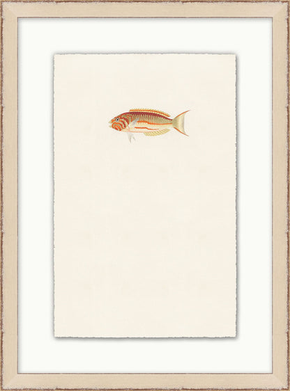 Petit poisson