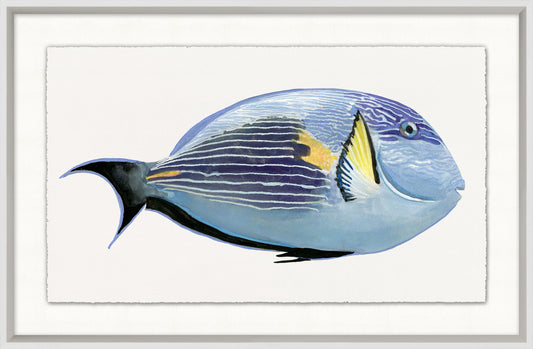 Poissons tropicaux